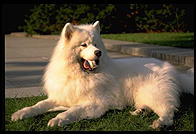 Alex with baseball in Harvard Yard