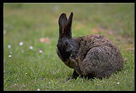 Rabbit.  Oregon Coast