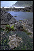 Tide Pool.  Oregon Coast