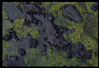 Tide Pool.  Oregon Coast