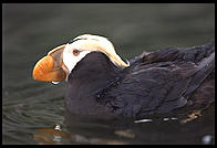 Puffin.  Oregon Coast Aquarium.  Newport, Oregon