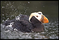 Puffin.  Oregon Coast Aquarium.  Newport, Oregon