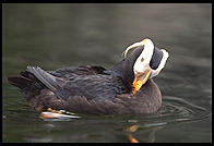 Puffin.  Oregon Coast Aquarium.  Newport, Oregon