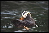 Puffin.  Oregon Coast Aquarium.  Newport, Oregon