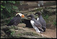 Puffin.  Oregon Coast Aquarium.  Newport, Oregon