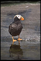 Puffin.  Oregon Coast Aquarium.  Newport, Oregon