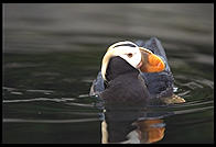 Puffin.  Oregon Coast Aquarium.  Newport, Oregon