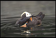Puffin.  Oregon Coast Aquarium.  Newport, Oregon