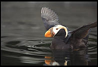 Puffin.  Oregon Coast Aquarium.  Newport, Oregon