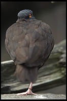 Puffin.  Oregon Coast Aquarium.  Newport, Oregon