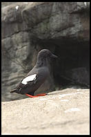 Puffin.  Oregon Coast Aquarium.  Newport, Oregon