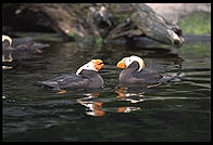 Puffin.  Oregon Coast Aquarium.  Newport, Oregon