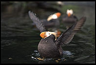 Puffin.  Oregon Coast Aquarium.  Newport, Oregon