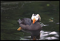 Puffin.  Oregon Coast Aquarium.  Newport, Oregon