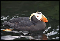 Puffin.  Oregon Coast Aquarium.  Newport, Oregon