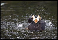 Puffin.  Oregon Coast Aquarium.  Newport, Oregon