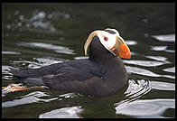 Puffin.  Oregon Coast Aquarium.  Newport, Oregon