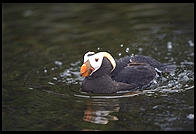 Puffin.  Oregon Coast Aquarium.  Newport, Oregon