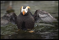 Puffin.  Oregon Coast Aquarium.  Newport, Oregon