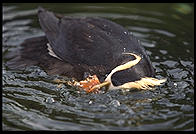 Puffin.  Oregon Coast Aquarium.  Newport, Oregon