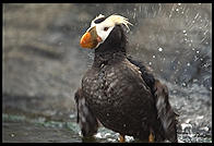 Puffin.  Oregon Coast Aquarium.  Newport, Oregon