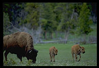 Bison in Yellowstone National Park