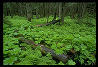 The Cedars Trail, Glacier National Park (Montana)