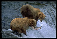 Brooks Falls, Katmai National Park (Alaska)