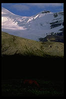 Snow-capped mountain, a field, and an elk in the foreground