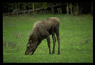 A young moose in Yellowstone National Park