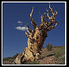 Ancient Bristlecone Pine Forest.  California's White Mountains.