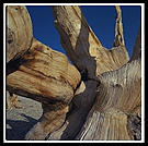 Ancient Bristlecone Pine Forest.  California's White Mountains.