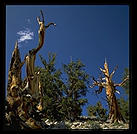 Ancient Bristlecone Pine Forest.  California's White Mountains.
