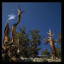 Ancient Bristlecone Pine Forest. California's White Mountains.