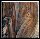 Ancient Bristlecone Pine Forest.  California's White Mountains.