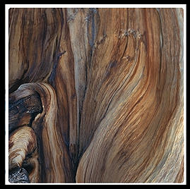 Ancient Bristlecone Pine Forest. California's White Mountains.