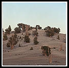 Ancient Bristlecone Pine Forest.  California's White Mountains.