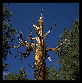 Ancient Bristlecone Pine Forest.  California's White Mountains.