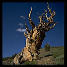 Ancient Bristlecone Pine Forest.  California's White Mountains.