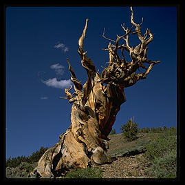 Ancient Bristlecone Pine Forest.  California's White Mountains.