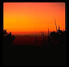 Ancient Bristlecone Pine Forest.  California's White Mountains.