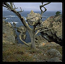 Point Lobos.  California.