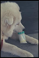 Alex.  Age 8 months.