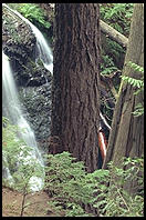 Forest on Orcas Island (island of private beaches for rich Microsoft guys)