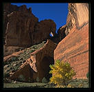 Canyon de Chelly (northeast Arizona).