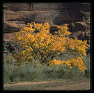 Canyon de Chelly (northeast Arizona).