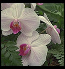 Orchids.  Big Island.  Hawaii 1990.