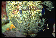 Serious Fish. Monterey Aquarium. California.