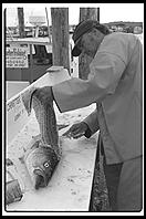Charter fishing captain cleaning a tourist's catch. On the wharf in Menemsha, Martha's Vineyard, Massachusetts