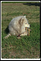 Alex with a wooden snake